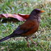 Rufous-backed Robin